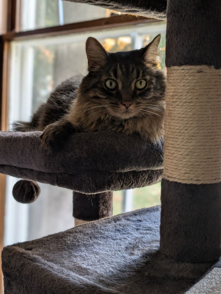 My cat, Banjo, sits atop his tower, watching my wife at her desk.
