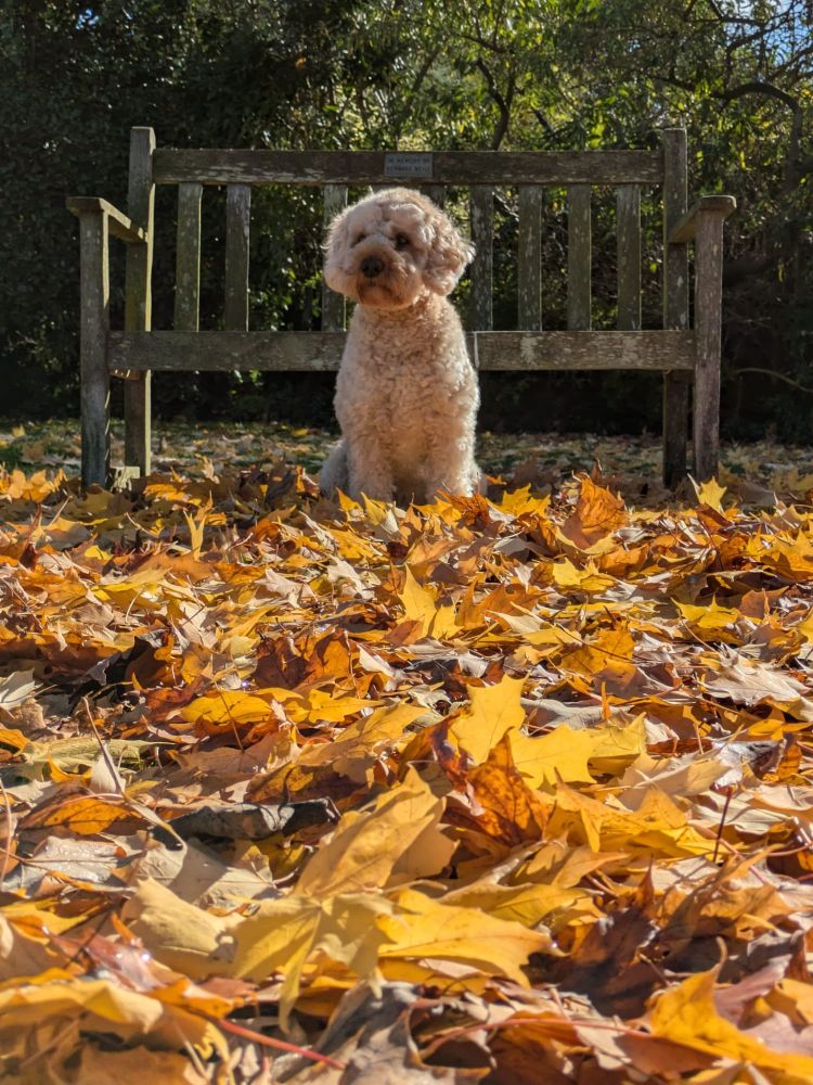 Mini Labradoodle sitting among autumn leaves