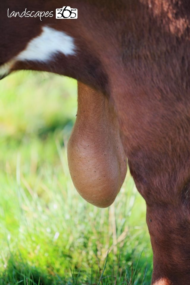 A big saggy, dangly pair of bull bollocks.