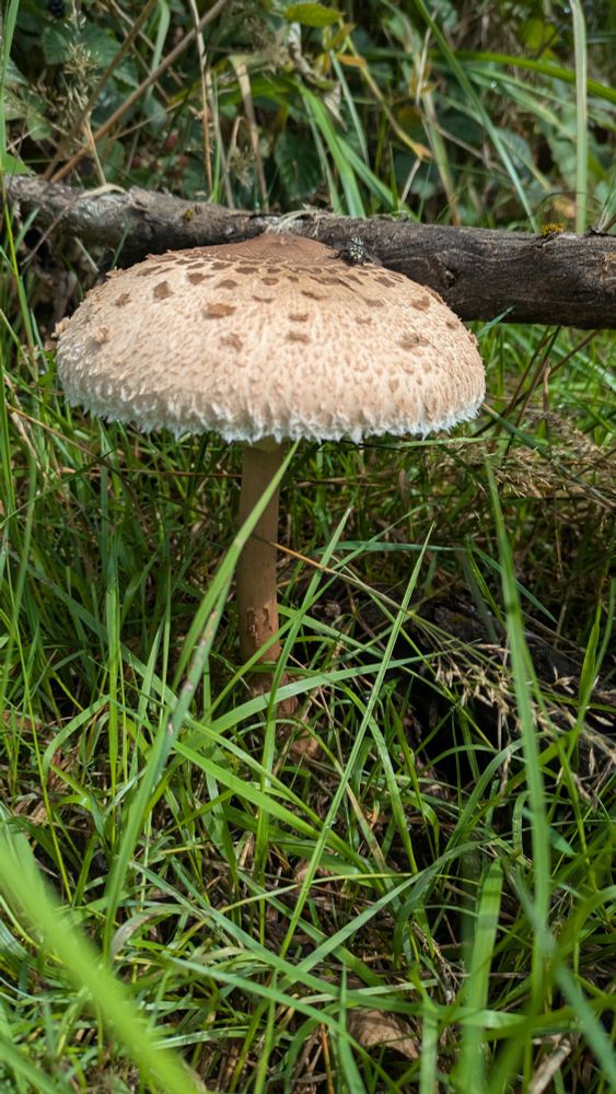 A beautiful parasol mushroom in green grass 