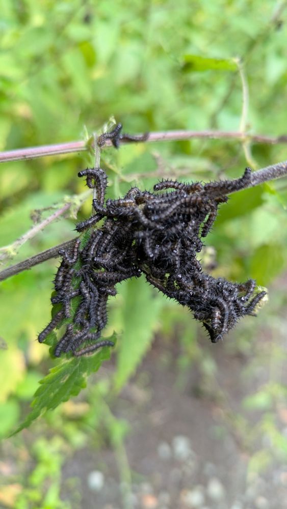 A spooky bundle of tens of small black caterpillars. 