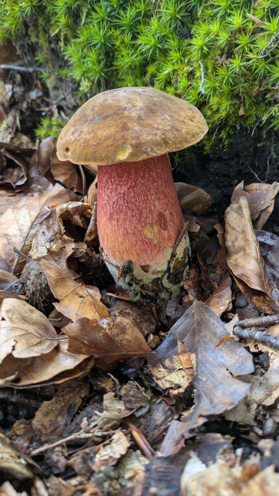 A beautiful scarletina bolete near green moss and among old brown leaves