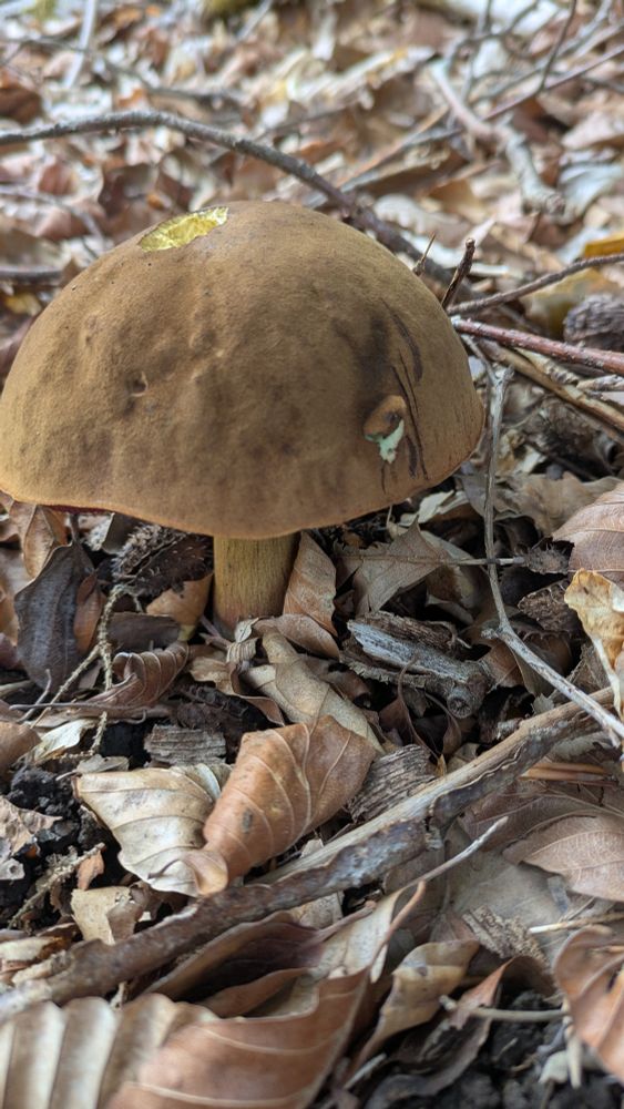 An unidentified mushroom with a large brown head among brown leaves 