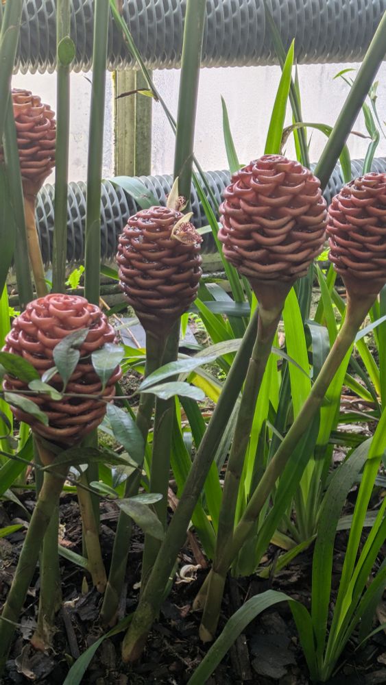 Some strange plants with pink ovoidal blossoms
