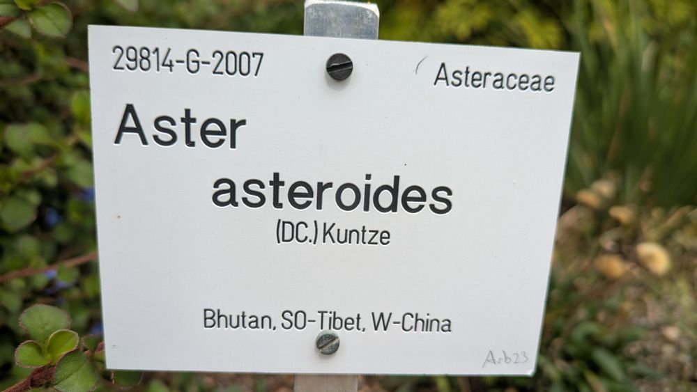 A sign reading "Aster asteroides"