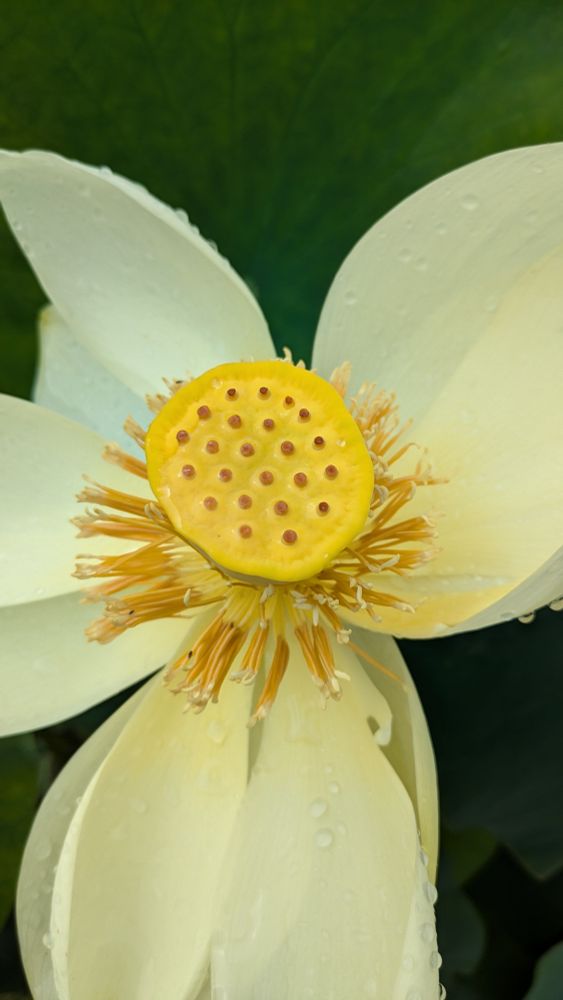 View from top into the blossom of a white yellow Lotos flower