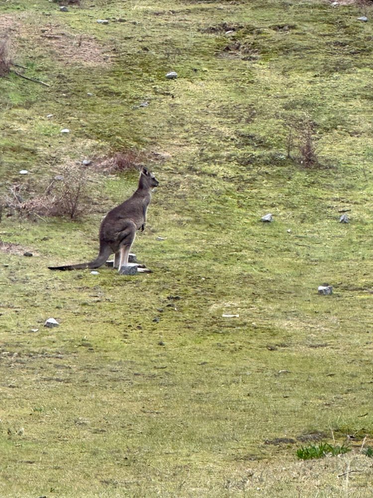 Kangaroo on a grassy hill