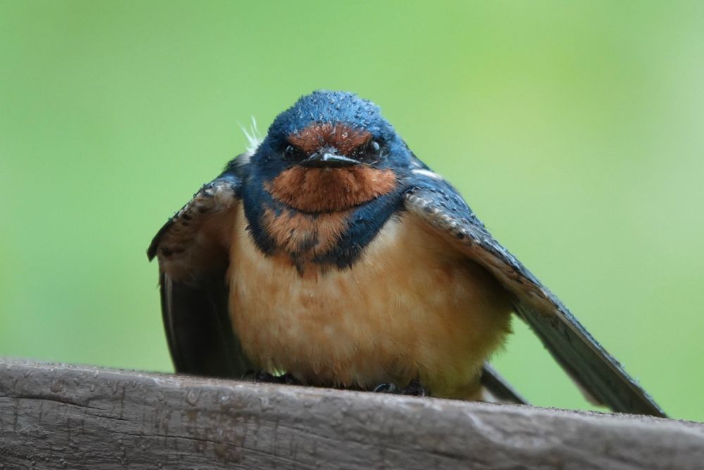 Photo of a different barn swallow on the same fence. It looks similar to the other one, but its underside is honey-colored instead of white. It is staring directly at the camera looking very grumpy. 