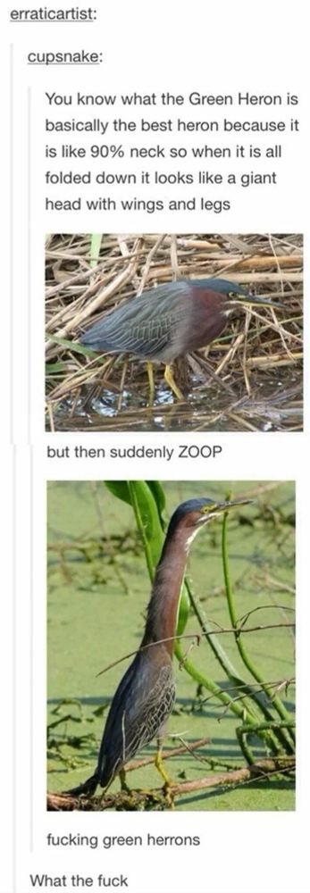 A Tumblr post about a green heron showing off their deceptively long neck.