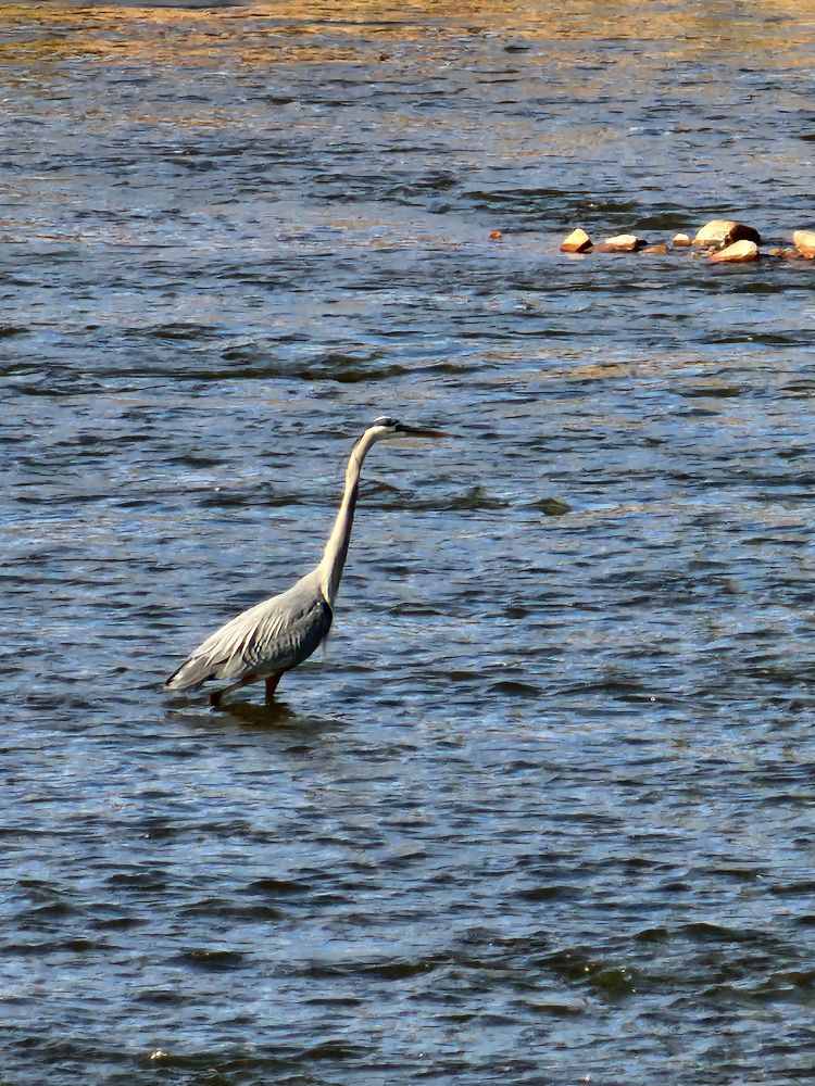A great blue heron in a river