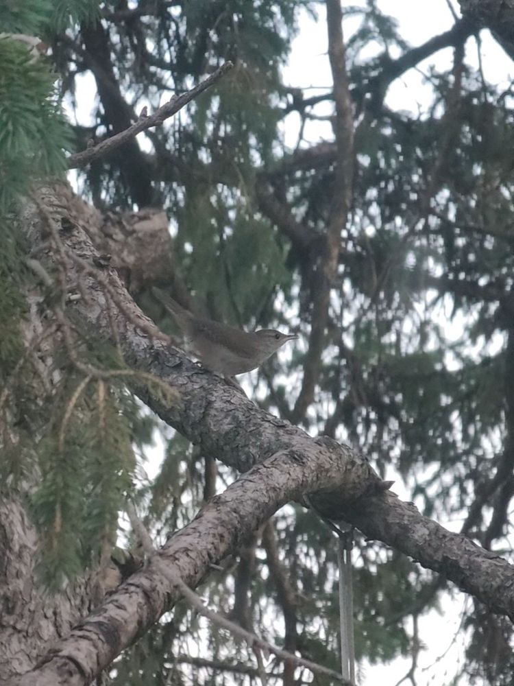 A juvenile Northern House Wren in a tree