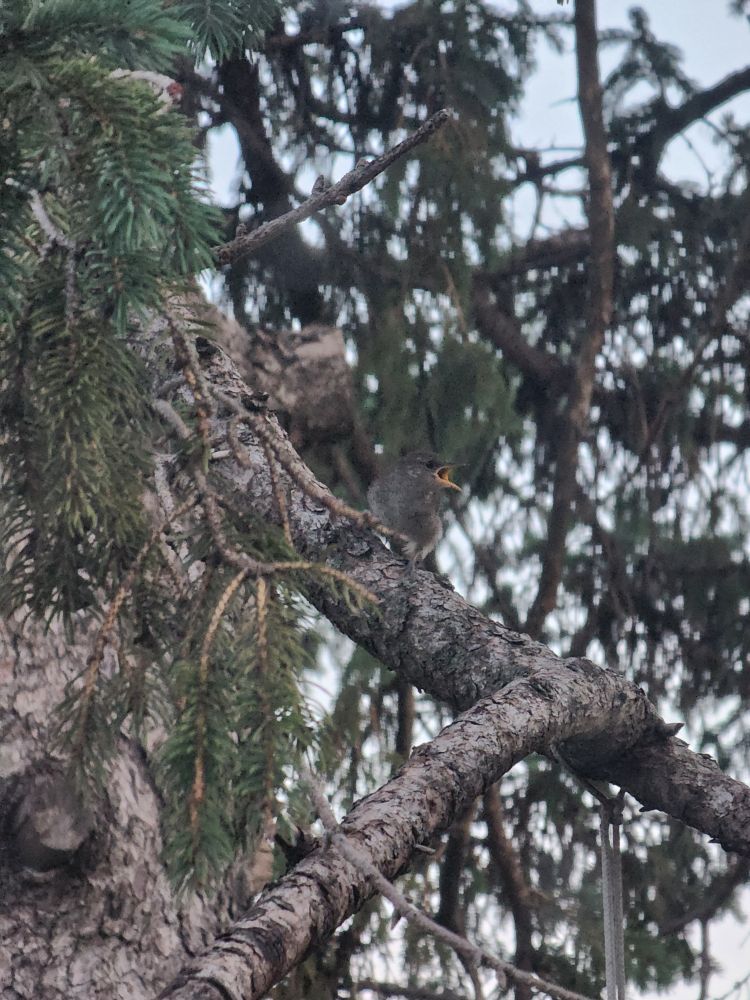 A juvenile Northern House Wren in a tree crying for food