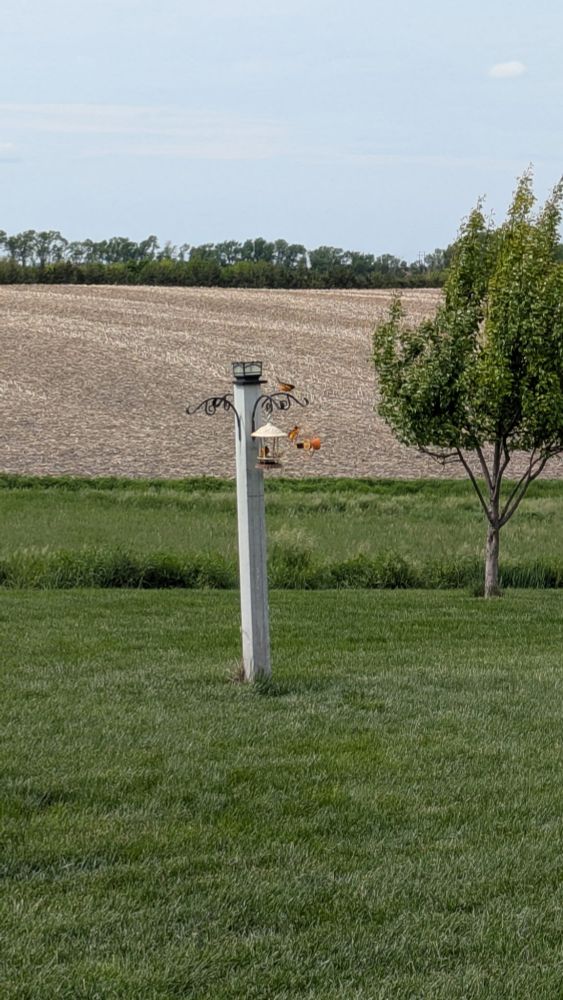 Three male Balitmore Orials visiting my grandma's feeder for some grape jelly