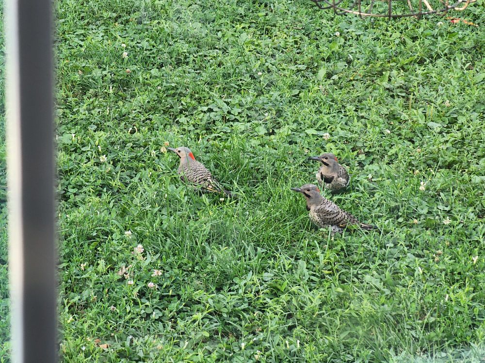 Three Northern Flickers in the Grass