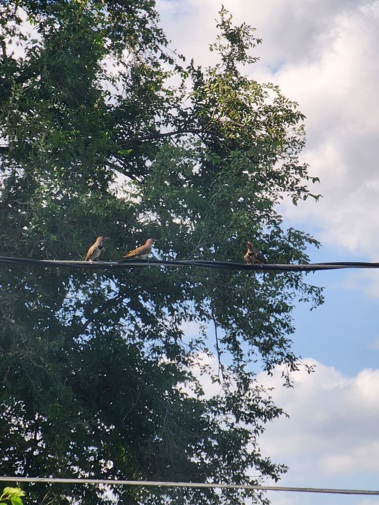 Three northern flicker on a wire.