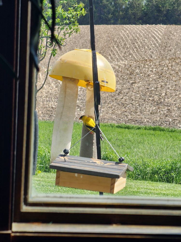 A yellow finch on a sock feeder