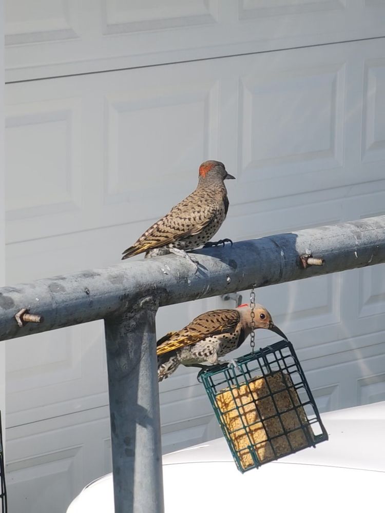 A northern flicker eating from a suet feeder.