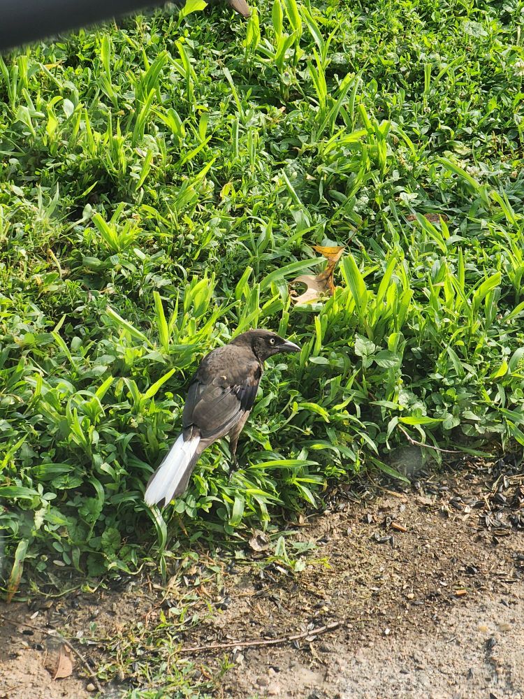 A common grackle with partial leucism.