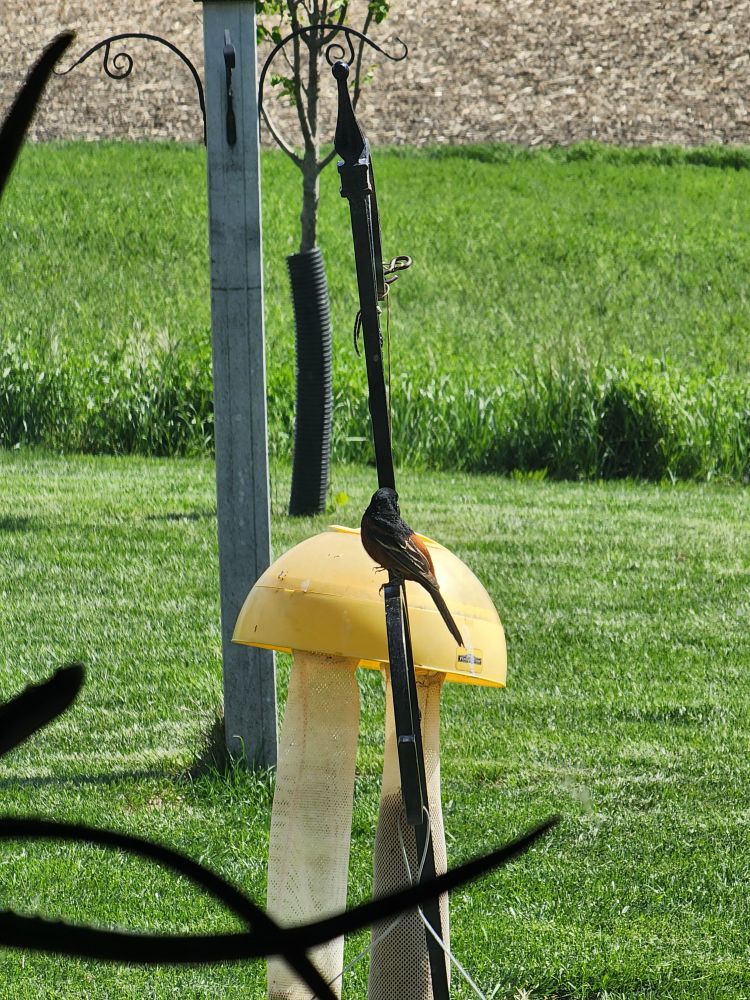 An orchard oriole looking away on a bird feeder