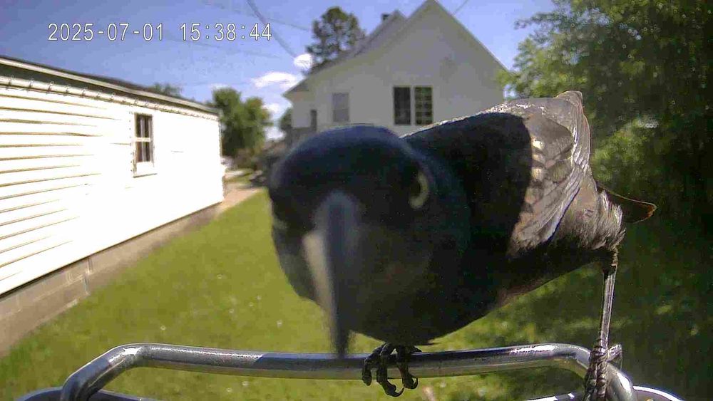 A grackle with a threatening aura