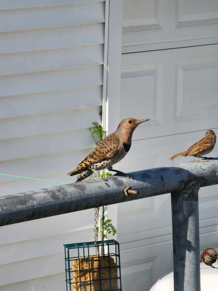 A northern flicker on a clothes line