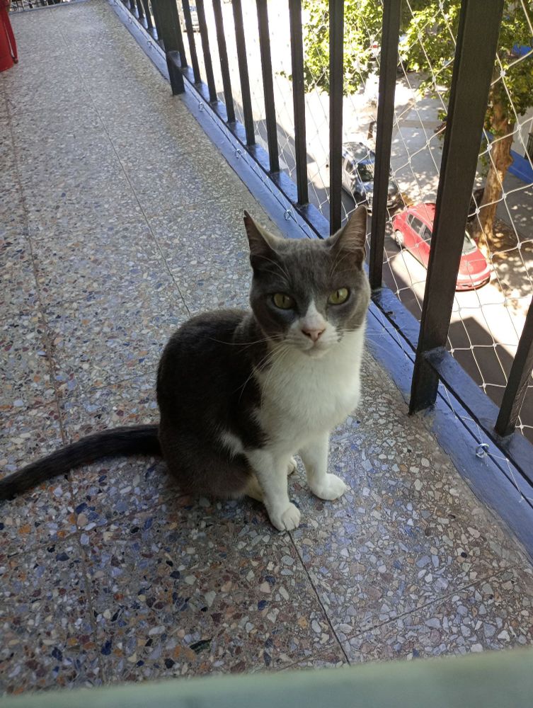 Bartolito dice que el que vota papudos mugrientos no merece su respeto.