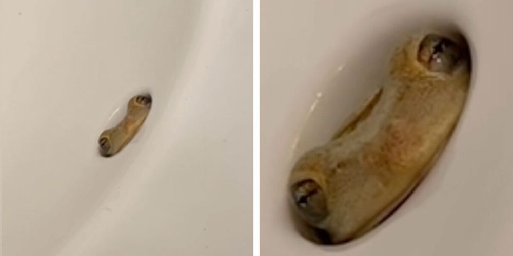 Woman Screams When She Sees Tiny Eyes Staring At Her From Bathroom Sink