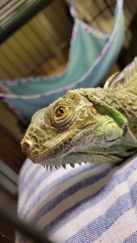 グリーンイグアナ