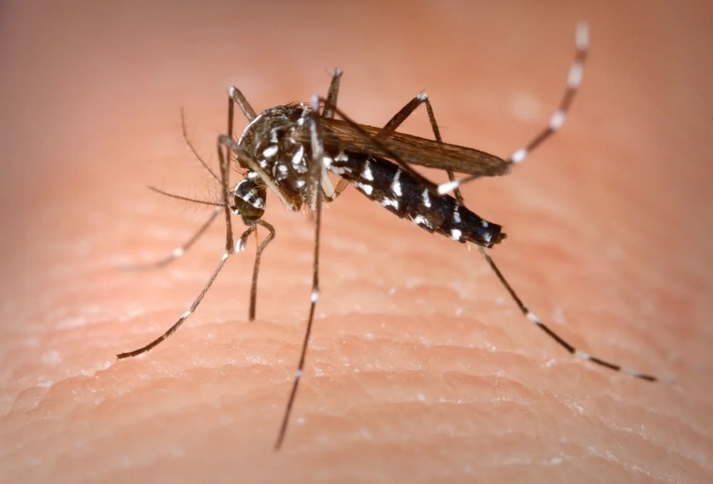 Aedes albopictus (asian tiger mosquito)