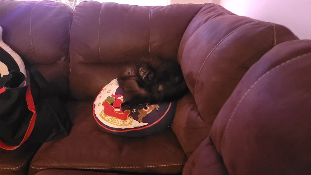 My cat, Sable, is asleep in the corner of the couch on top of a small, circular, Christmas-themed pillow.