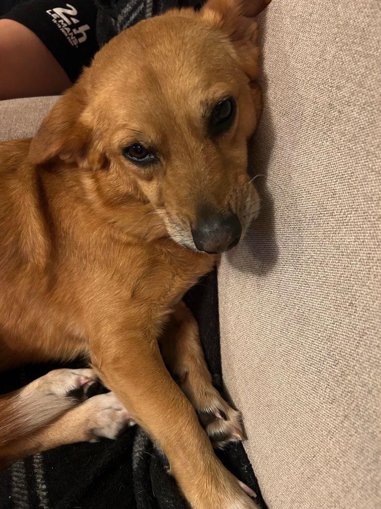 Kima the dog looks quite stupid 