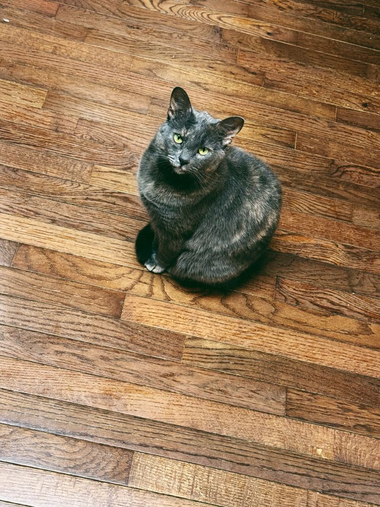 My tortie Posie sitting like a little princess on the hardwood floors of my kitchen as she watches me cook dinner waiting for nose boops 