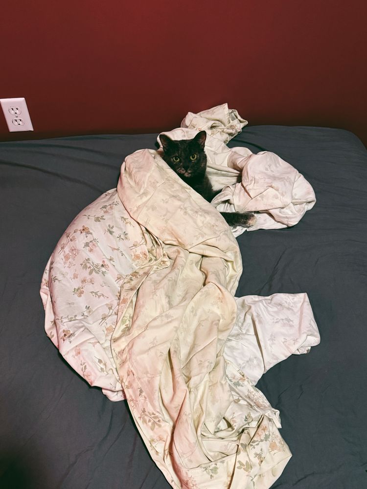 My tortie Posie wrapped up in my white and floral bedsheets I was trying to put on my bed but she decided it was play time. The filter is making my berry walls look red