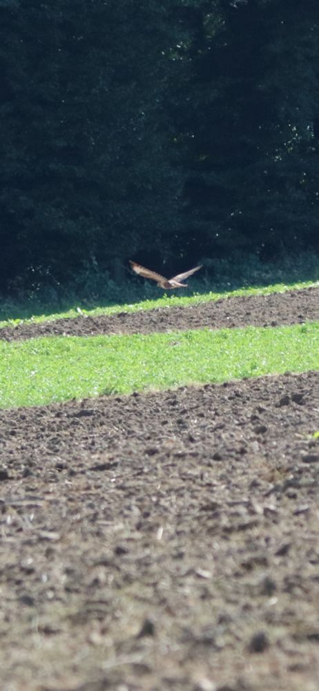 Mäusebussard hebt ab
