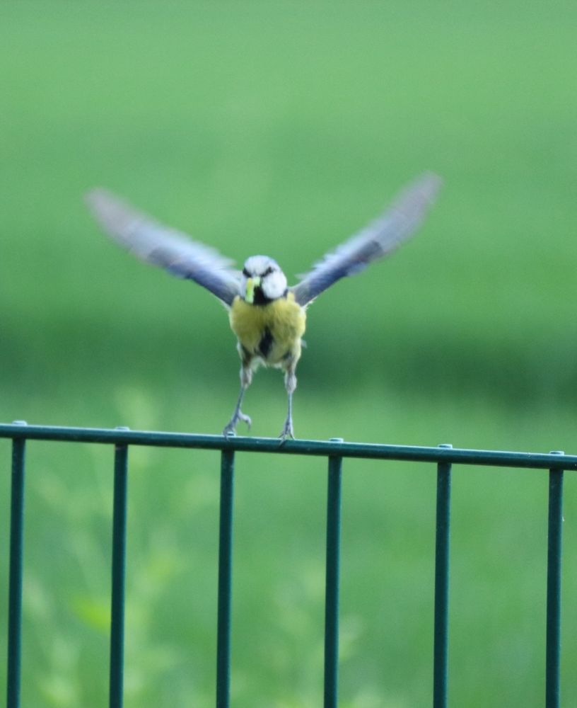 Eine Kohlmeise mit Nahrung im Schnabel im Moment des Losfliegens. Die Flügel sind nach oben gestreckt.