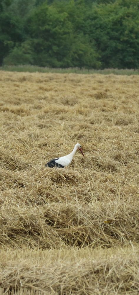 Ein Storch steht im Stroh auf einem abgeernteten Kornfeld.