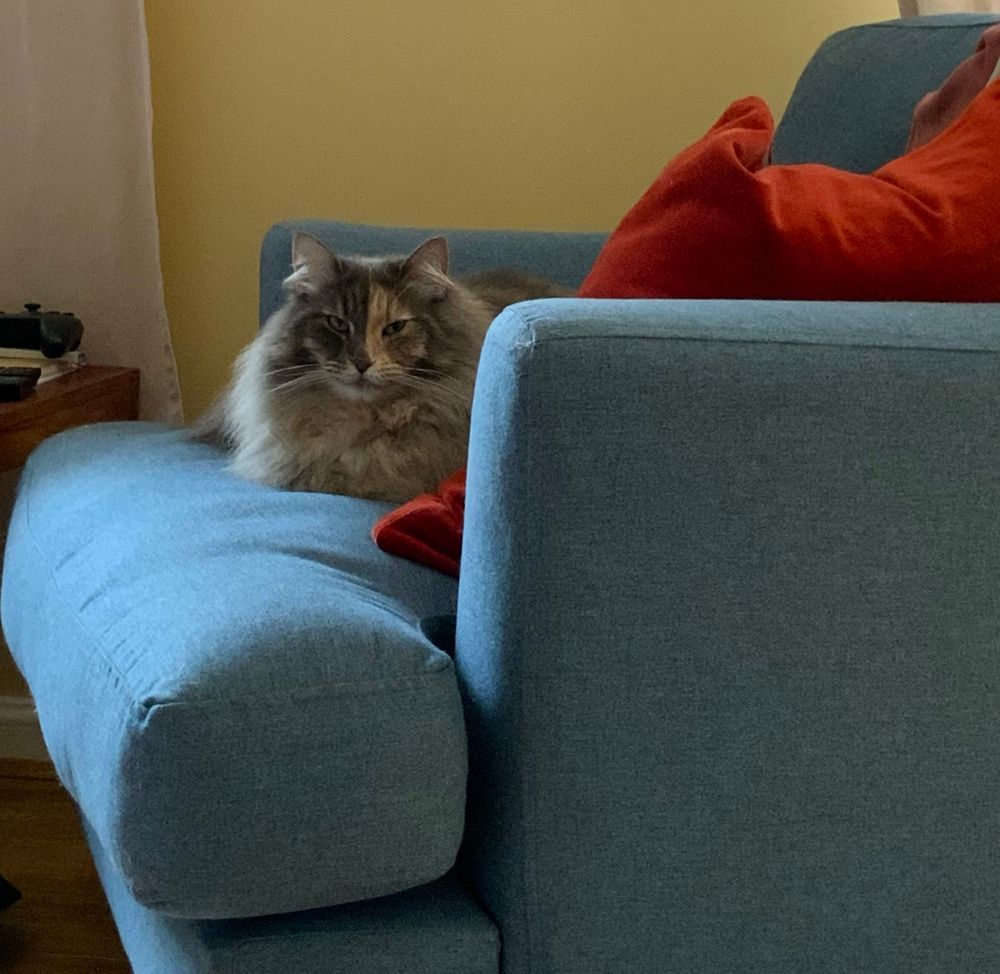 A fluffy grey and ginger tortoiseshell Norwegian Forest cat with green eyes is glaring at you from a blue armchair. You are in trouble. 
