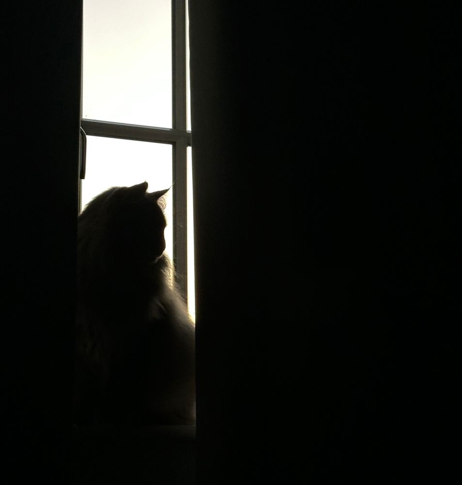 A Norwegian forest cat is dramatically silhouetted against a pastel sunset sky