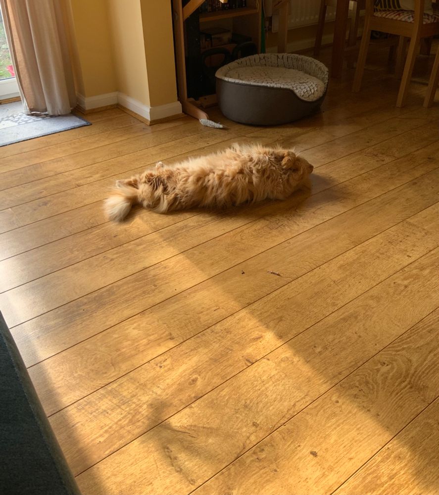 The same ginger furball is leg on her back on the floor, all paws in the air. 