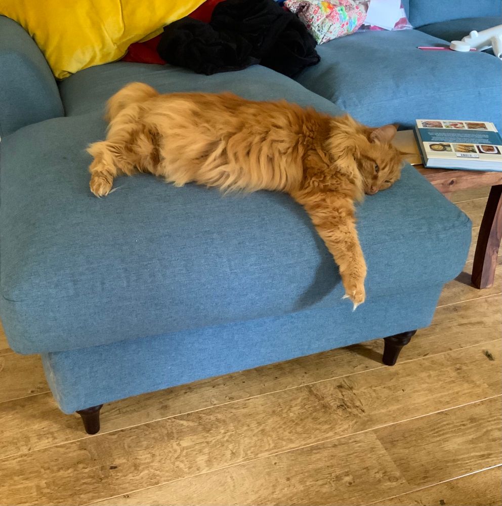 A ginger floof of a Norwegian forest cat is sprawled on a couch with one front leggie dangling over the side.