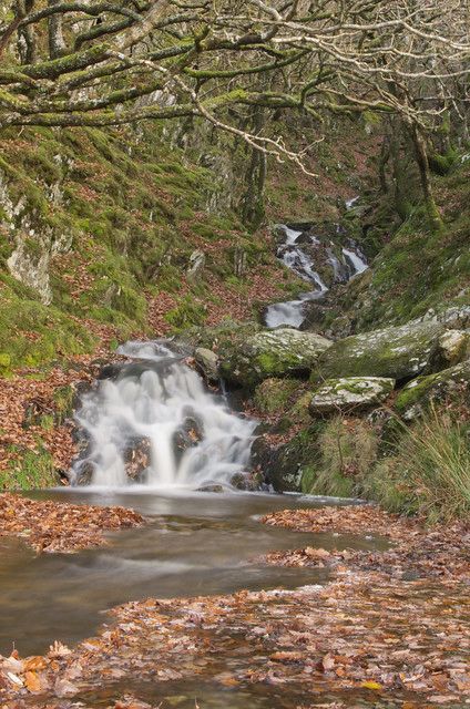A small waterfall cutting through some woods.  There are brown autumnal leaves on the floor. 