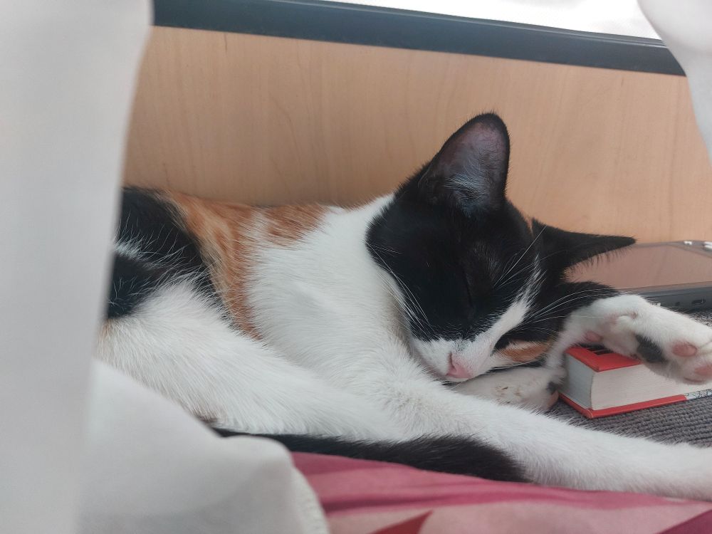 A sleeping calico cat. Her head lies on a book and a black switch lite. Behind her is a wood wall and a Window. In front a pink pillow and white curtains.