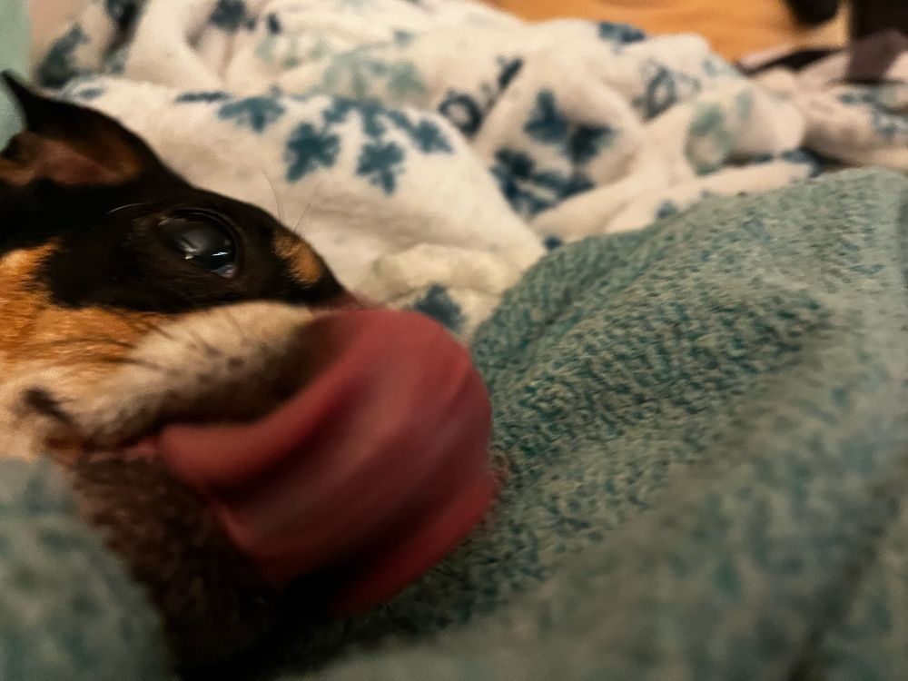 OP's pet dog laying in a pile of blankets. She's licking her nose.