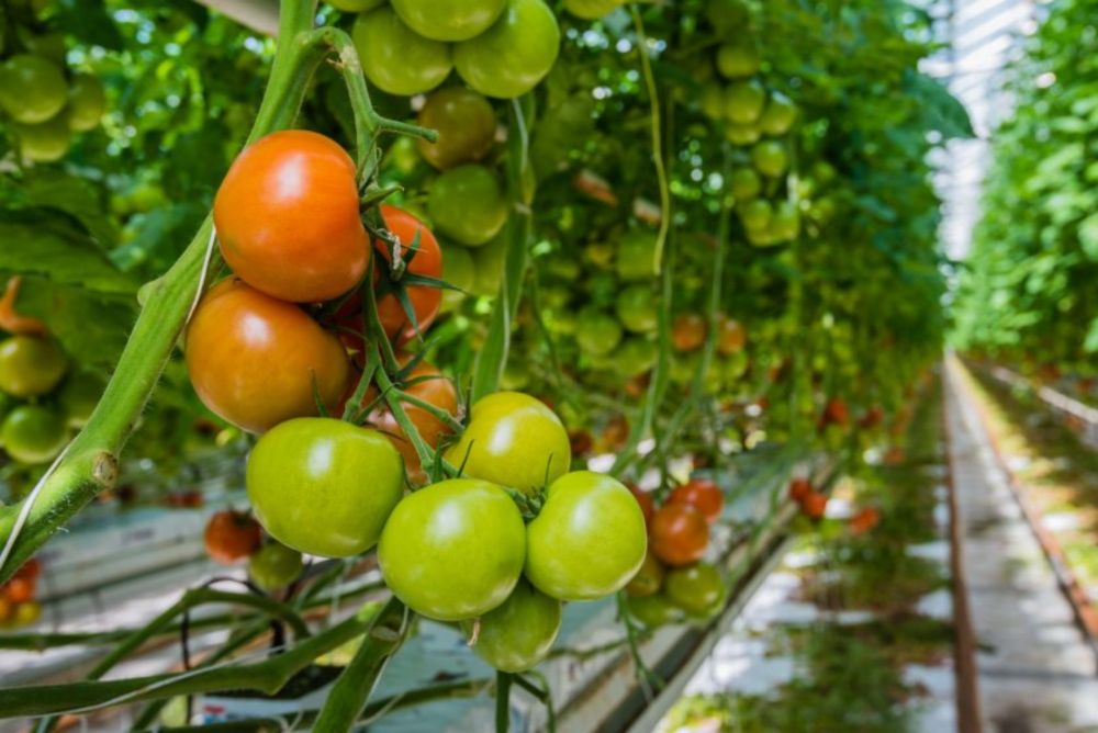 Border delays having 'serious economic impacts' on tomato growers