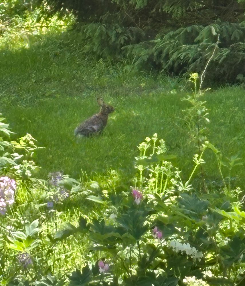 Wild brown rabbit on the grass. In the foreground are white and pink bleeding hearts and pink phlox