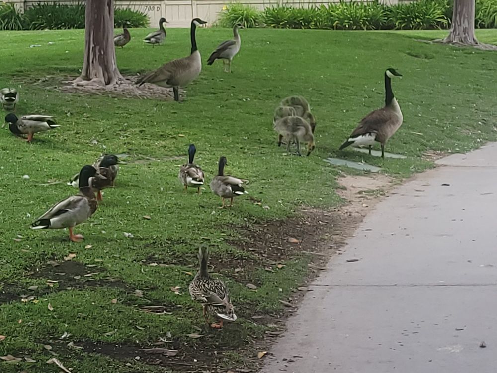A family of Canada geese with two parents and three offspring. An Egyptian goose and mallard drakes and hens are nearby.