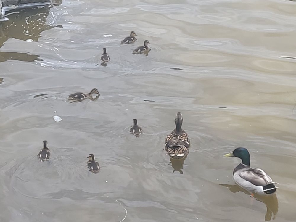 Mallards. A drake, a hen, and seven ducklings. 