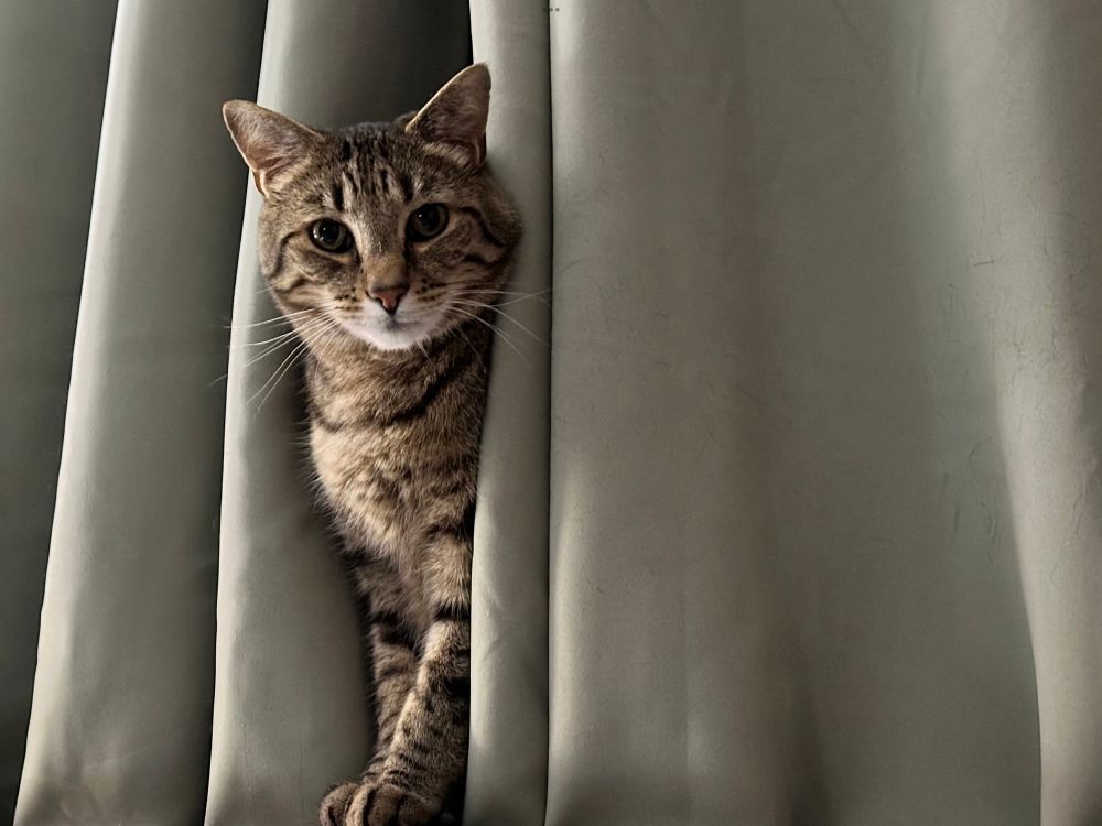 Dashing looking tabby cat puts his head and shoulders through green velvet curtains