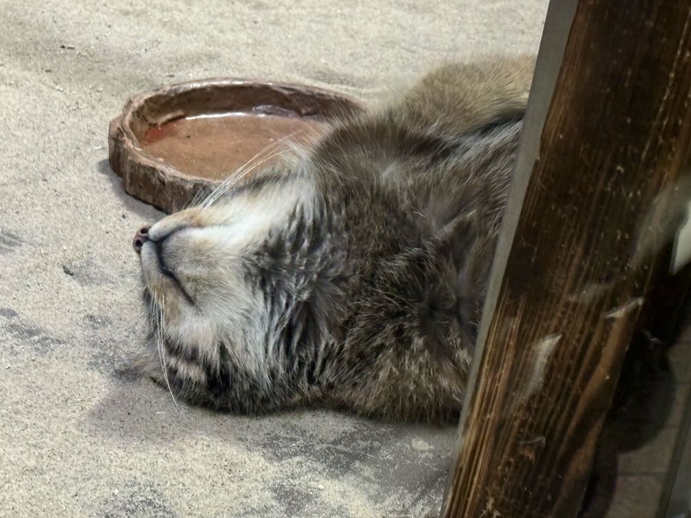 上野動物園：フィーガくん