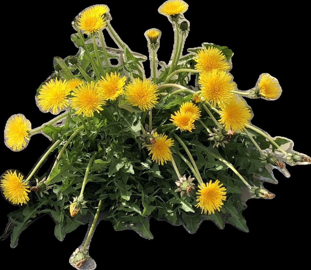 Dandelions growing from concrete steps.
